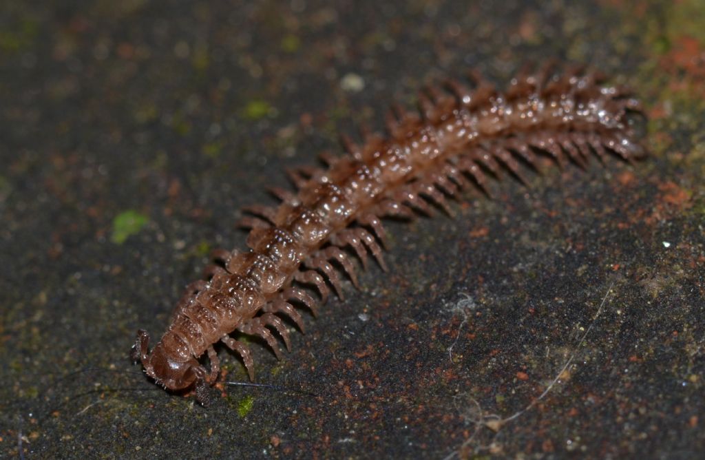 Myriapoda? (158)